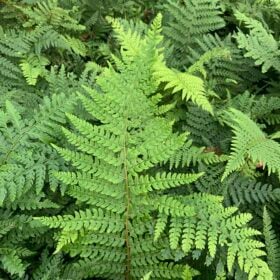 Polystichum setiferum