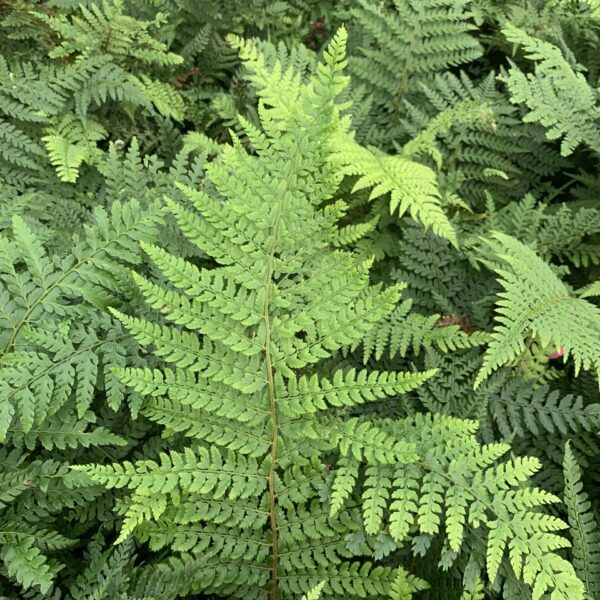 Polystichum setiferum