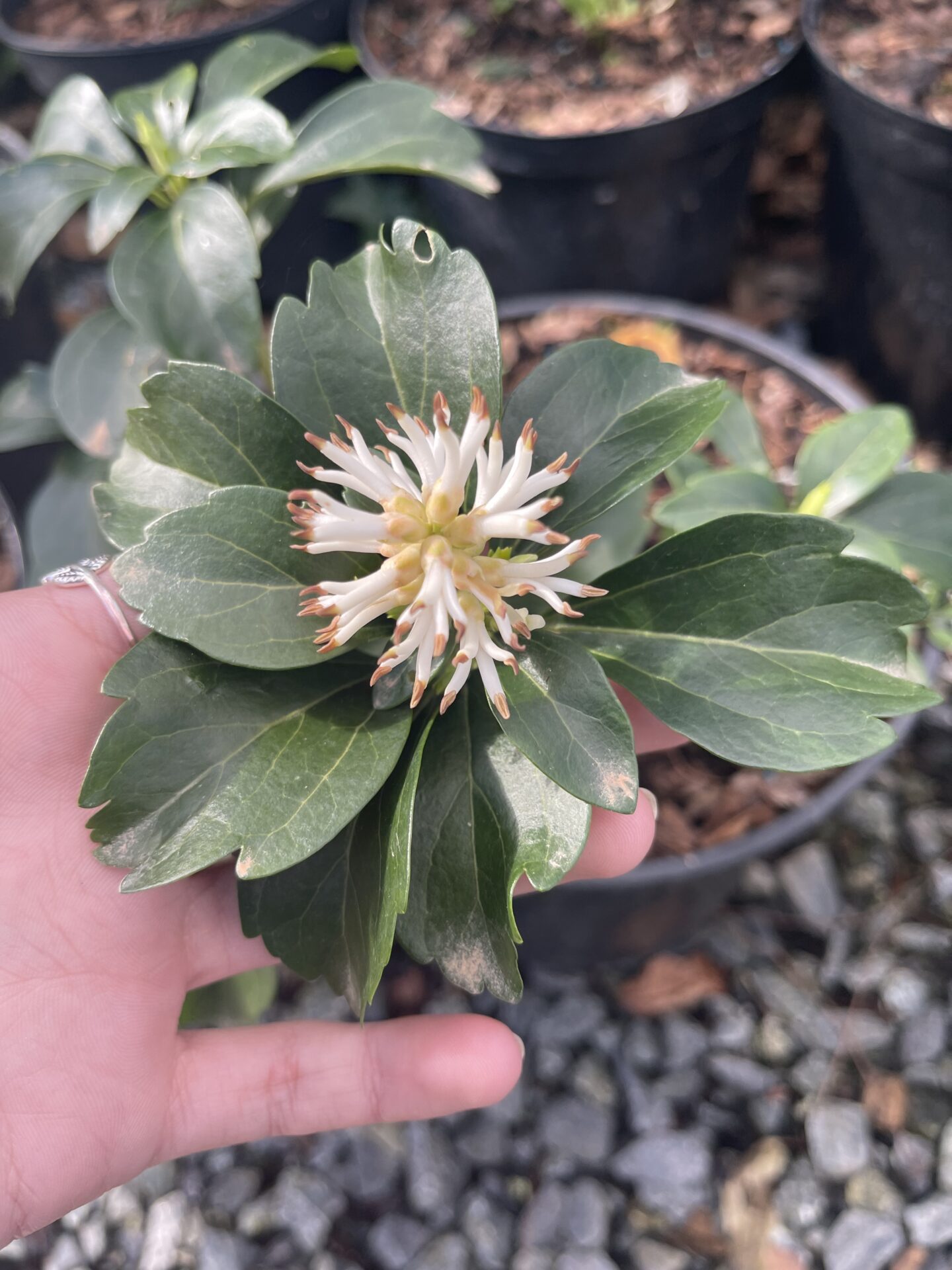 Pachysandra terminalis - Image 6