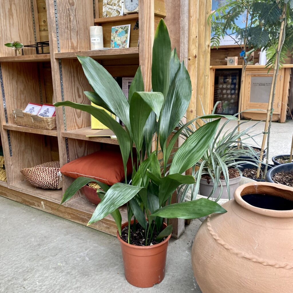 Aspidistra elatior