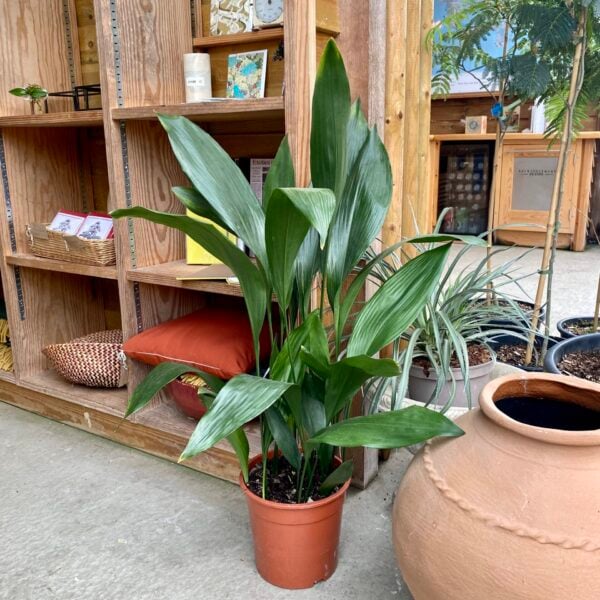 Aspidistra elatior  (V1)