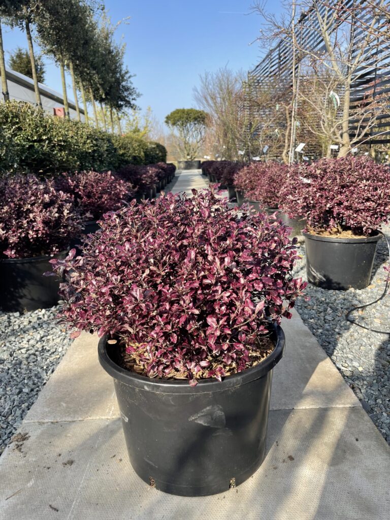 Pittosporum tenuifolium ‘Bannow Bay’ - Image 3