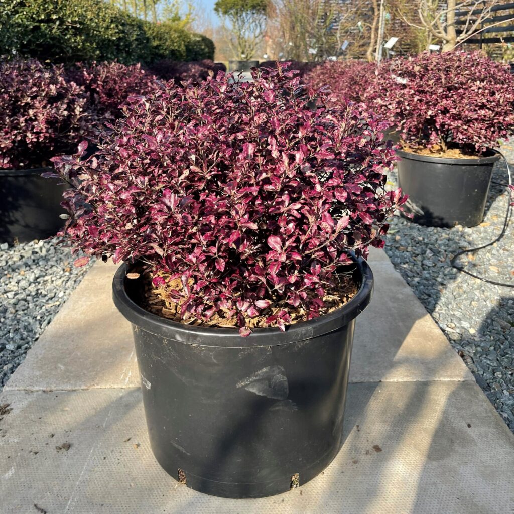 Pittosporum tenuifolium ‘Bannow Bay’ - Image 4