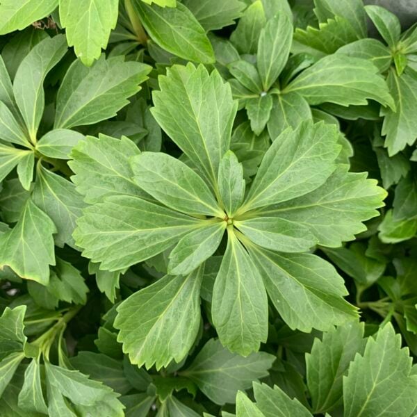 Pachysandra terminalis  (G1)