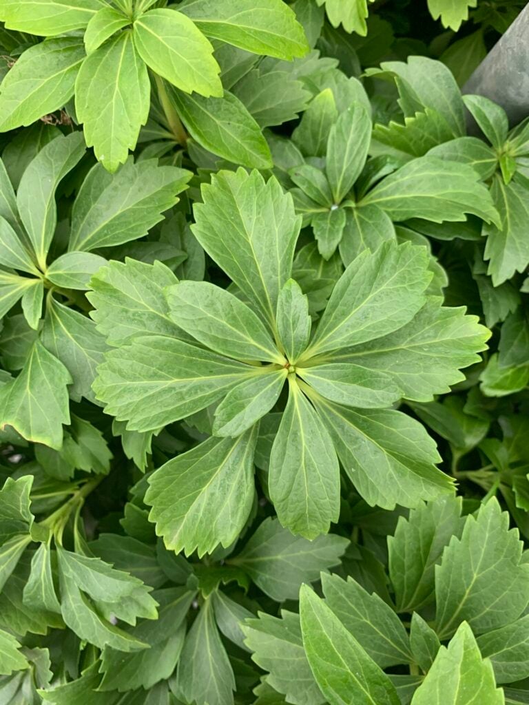 Pachysandra terminalis - Image 4