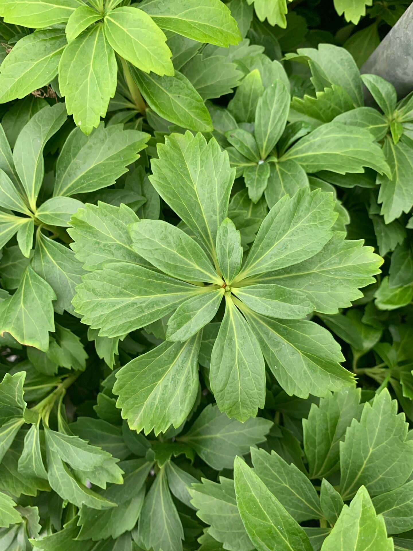 Pachysandra terminalis