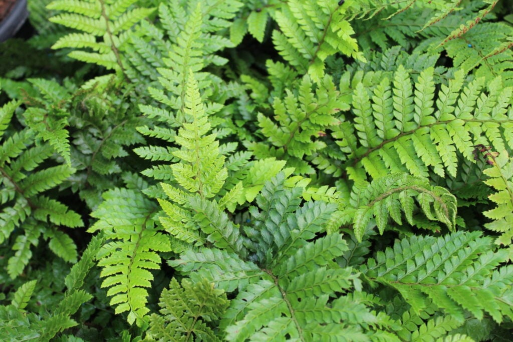 Polystichum setiferum - Image 6