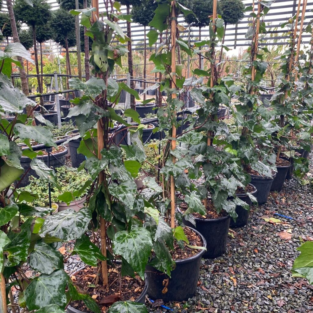 Hedera canariensis.