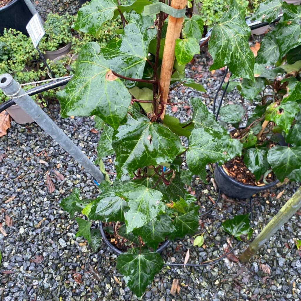 Hedera canariensis. - Image 2