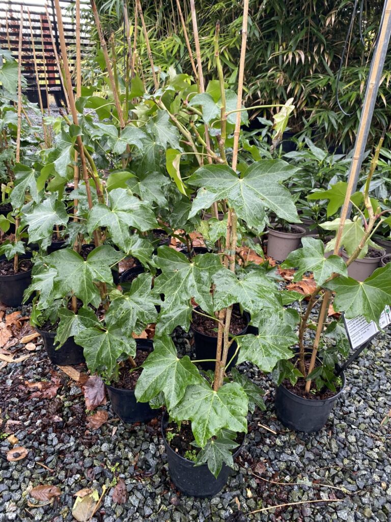 Hedera canariensis. - Image 3