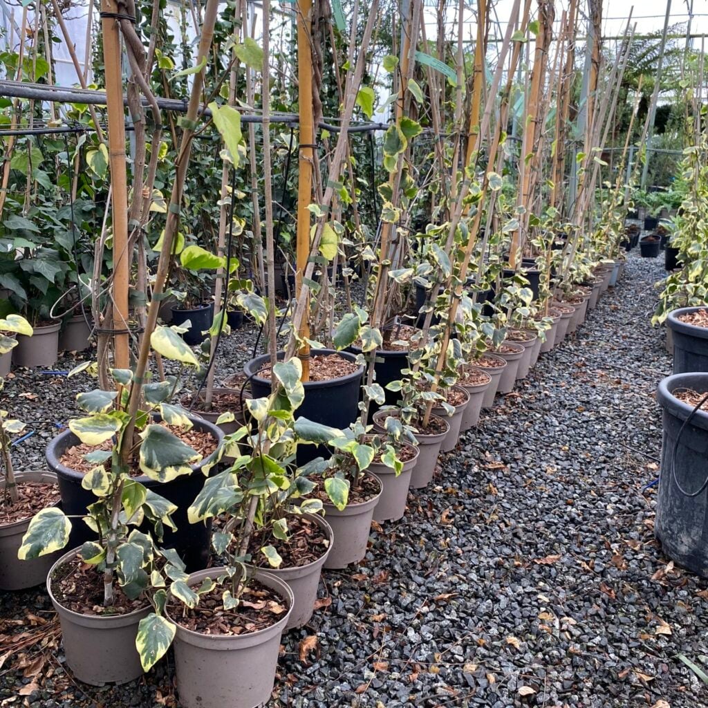 Hedera colchica dentata 'Variegata' - Image 2