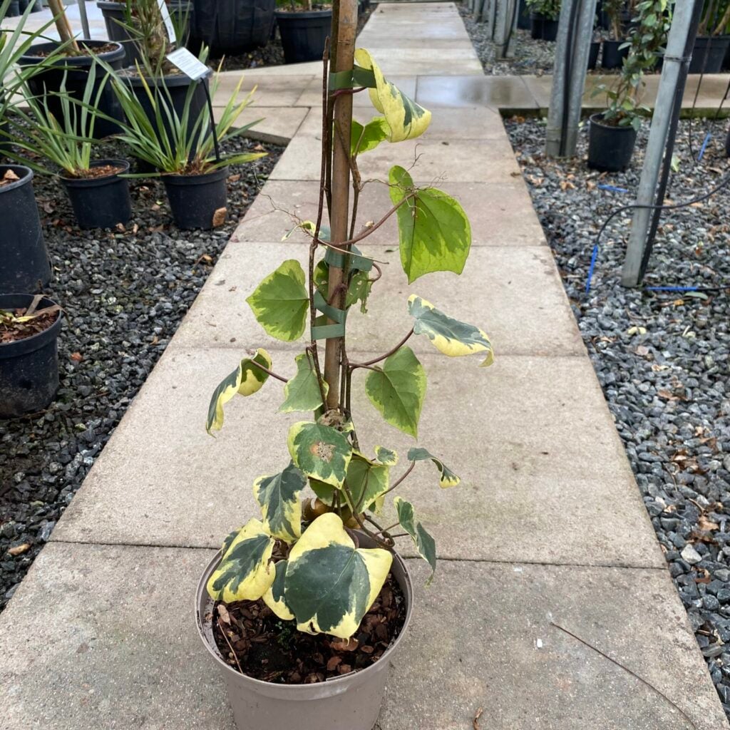 Hedera colchica dentata 'Variegata'