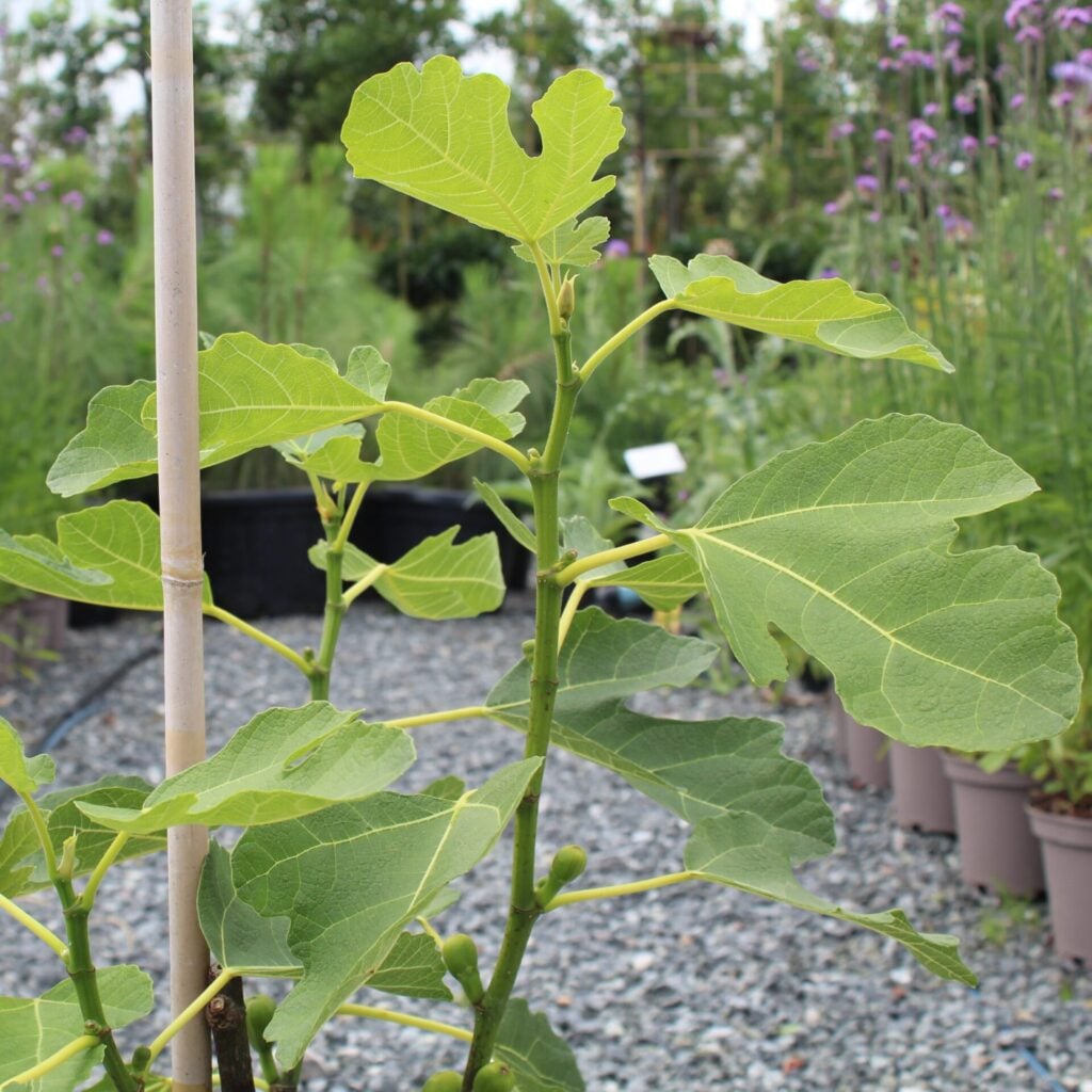 Ficus carica - Image 7