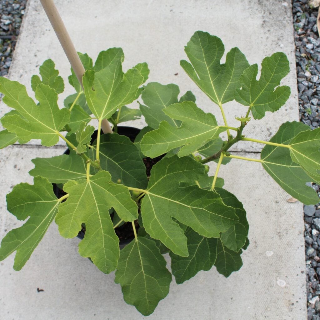 Ficus carica - Image 6