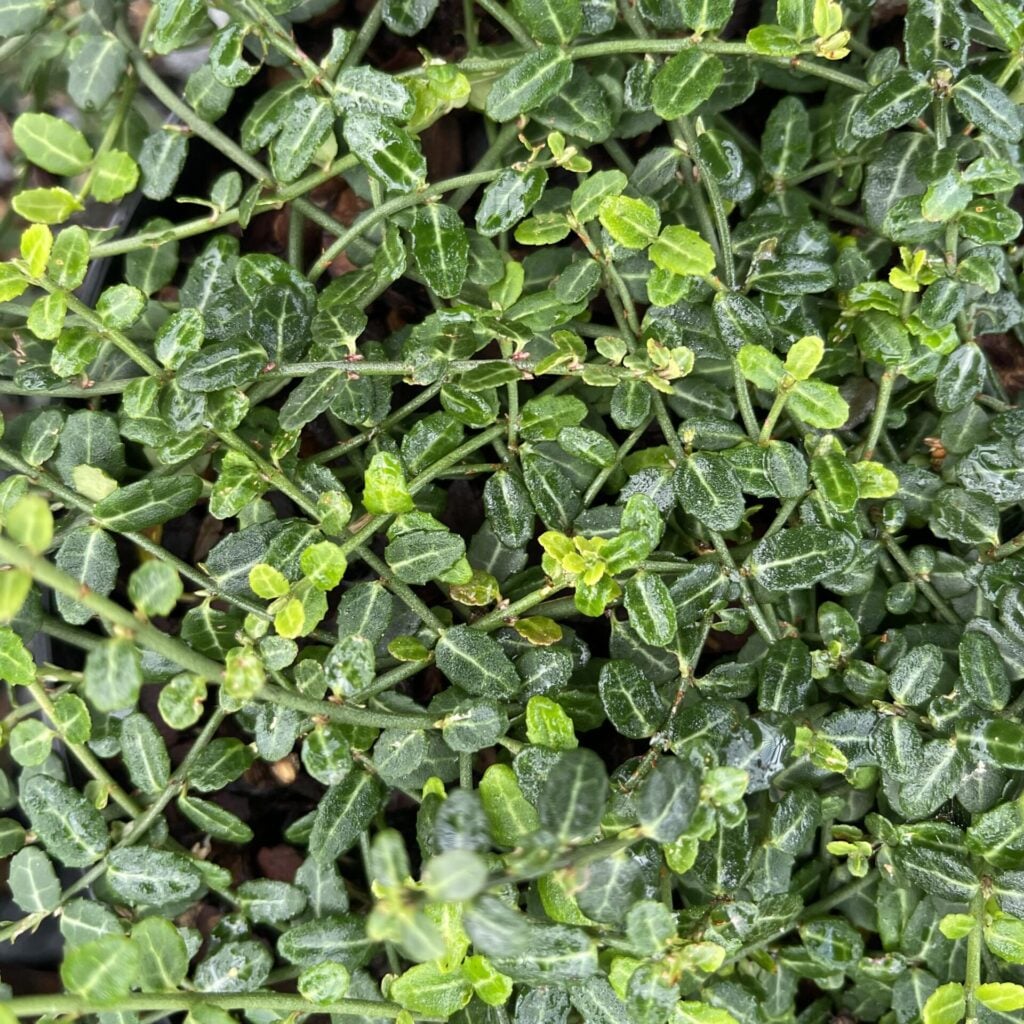Euonymus fortunei 'Kewensis'