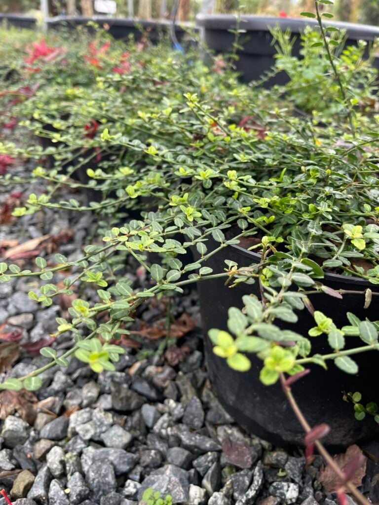Euonymus fortunei 'Kewensis' - Image 2