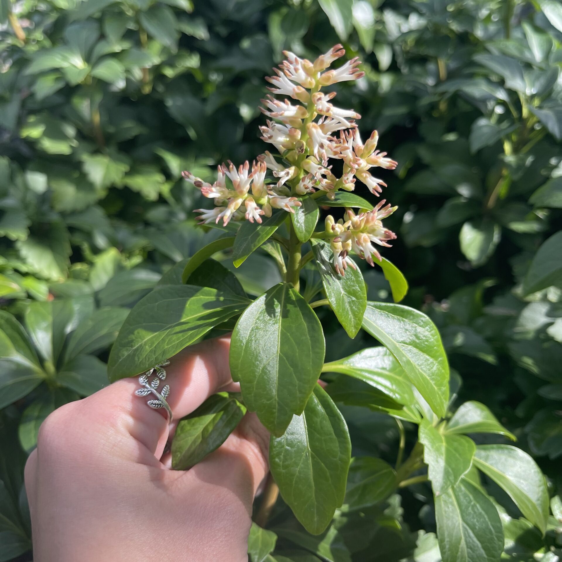 Pachysandra terminalis - Image 3