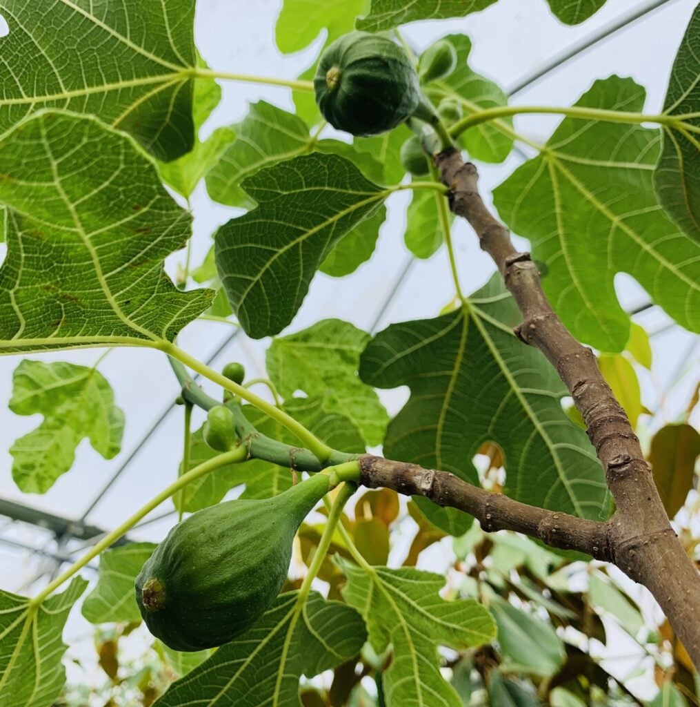 Ficus carica - Image 4