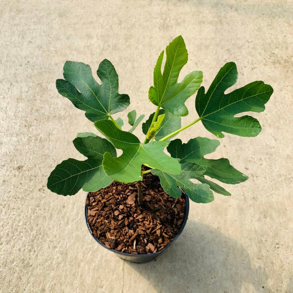 Ficus carica - Image 5