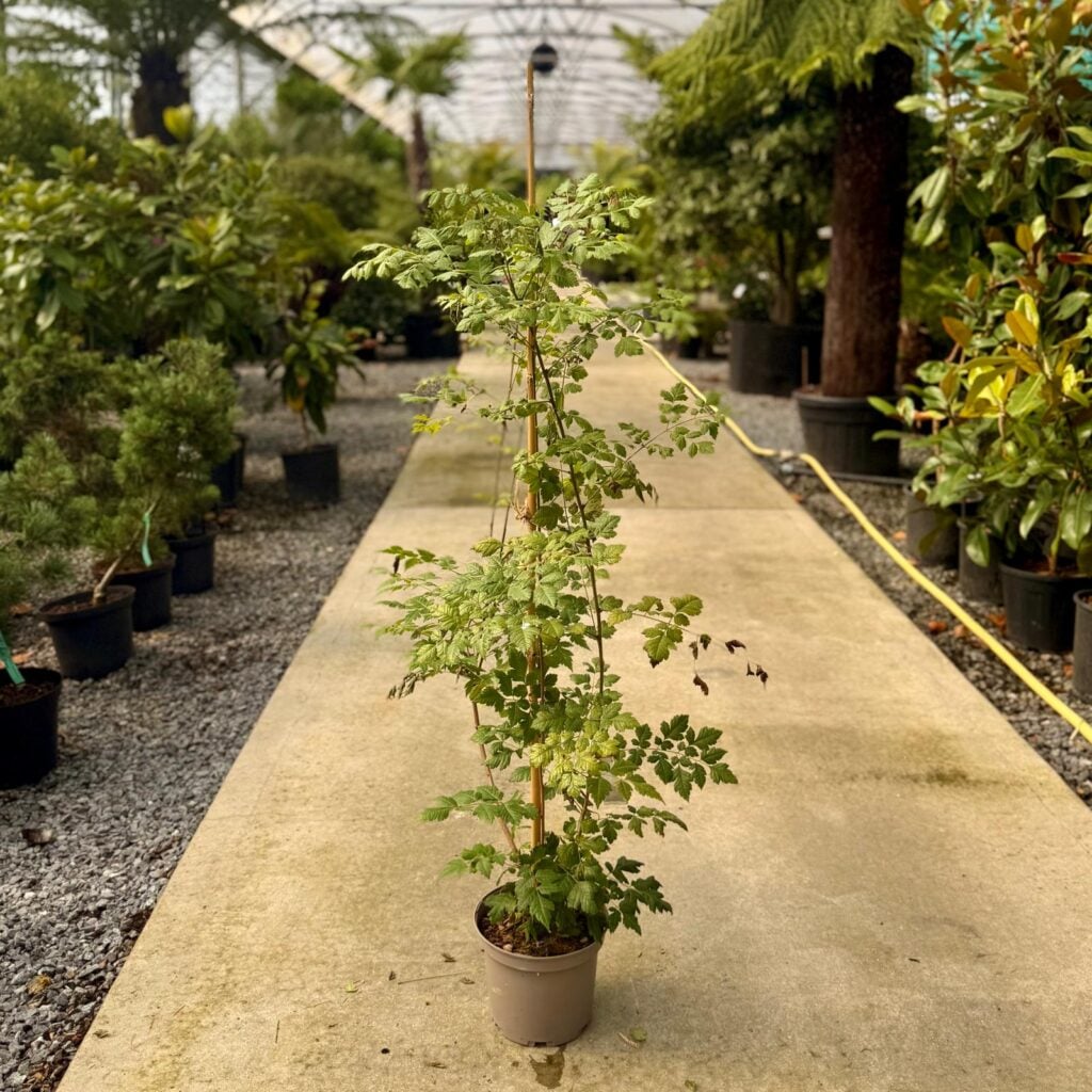 Koelreuteria paniculata 'Coral Sun'
