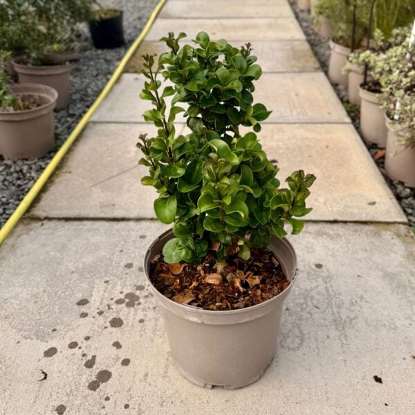 Ligustrum japonica 'Rotundifolia' (HGUK)