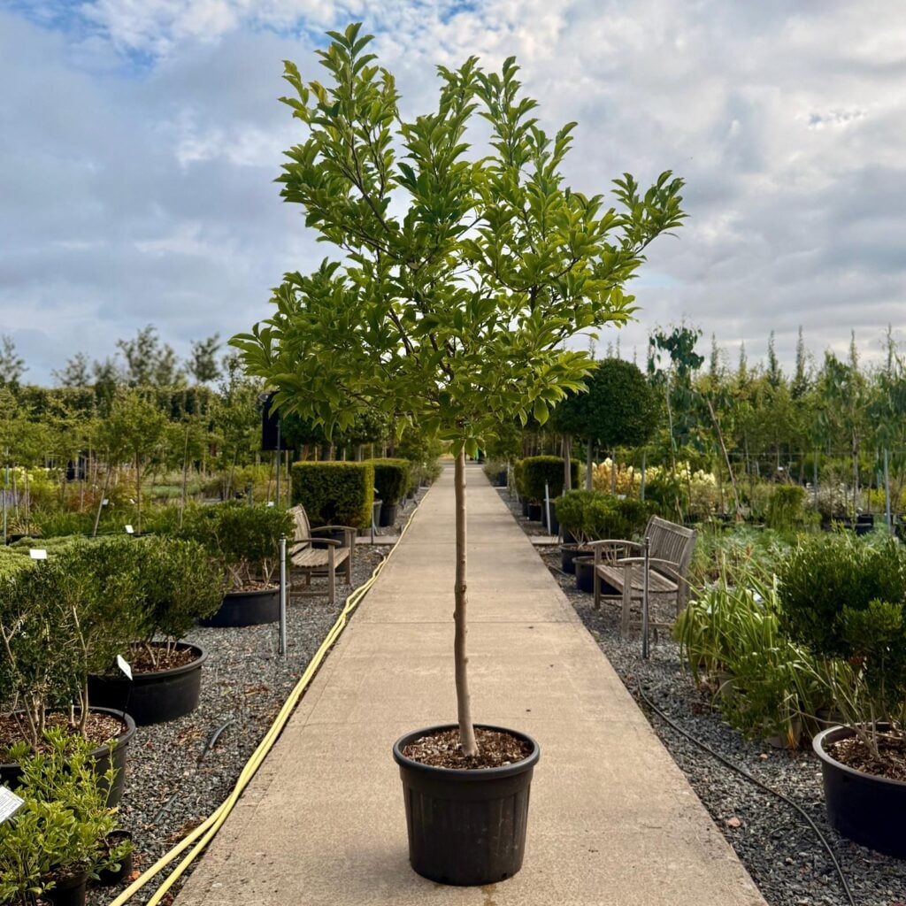 Magnolia soulangeana 'Susan' - Standards