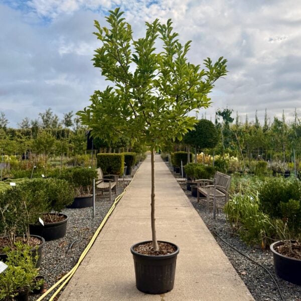 Magnolia soulangeana 'Susan' (V1)