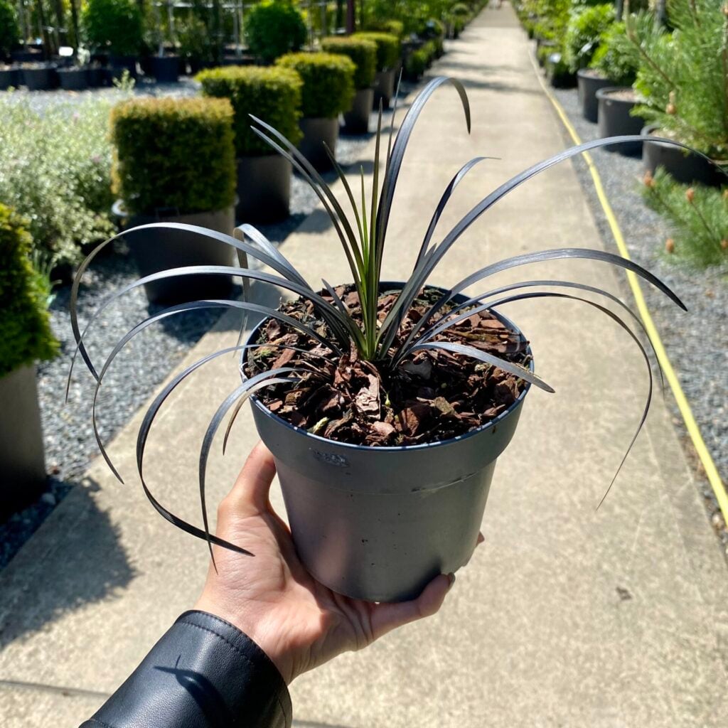 Ophiopogon planiscapus 'Nigrescens' - Image 3