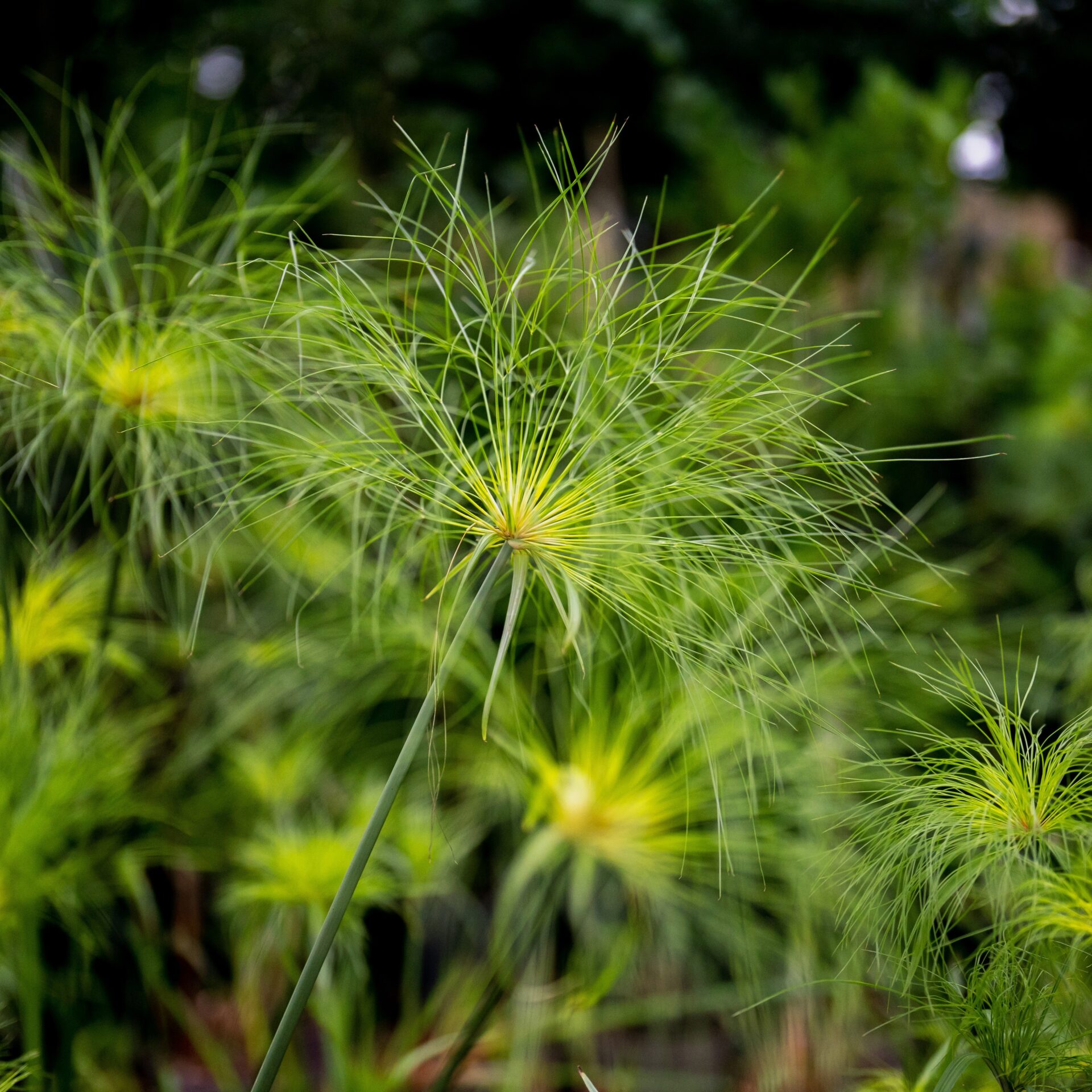 Cyperus papyrus