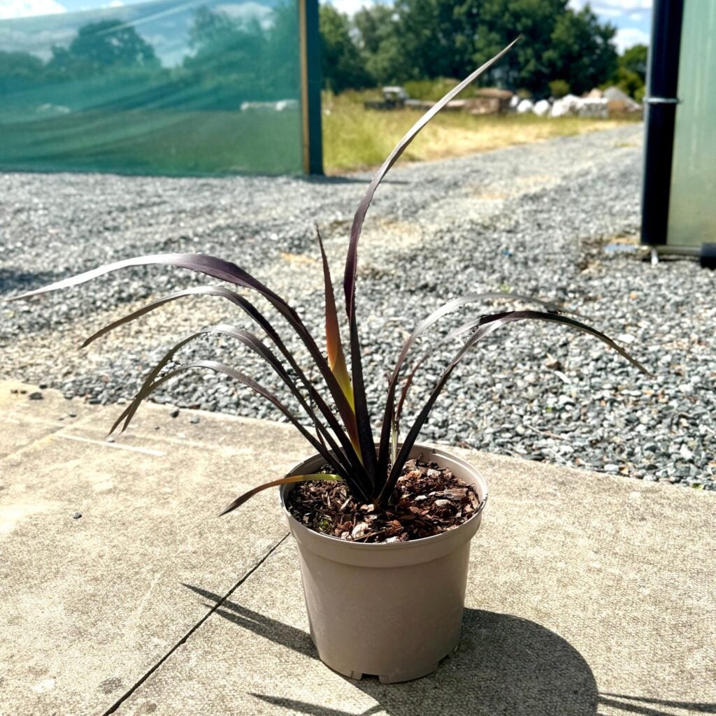 Phormium tenax 'Black Velvet'