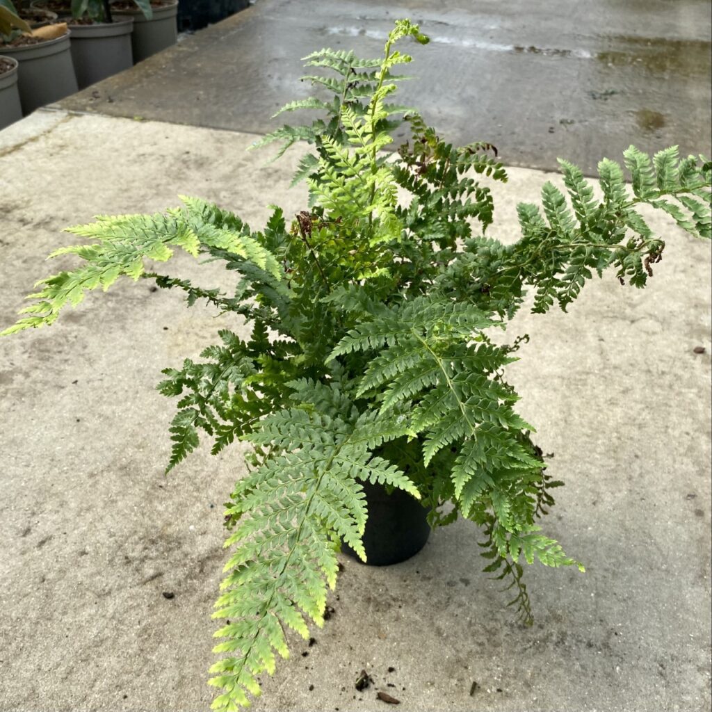 Polystichum setiferum - Image 3