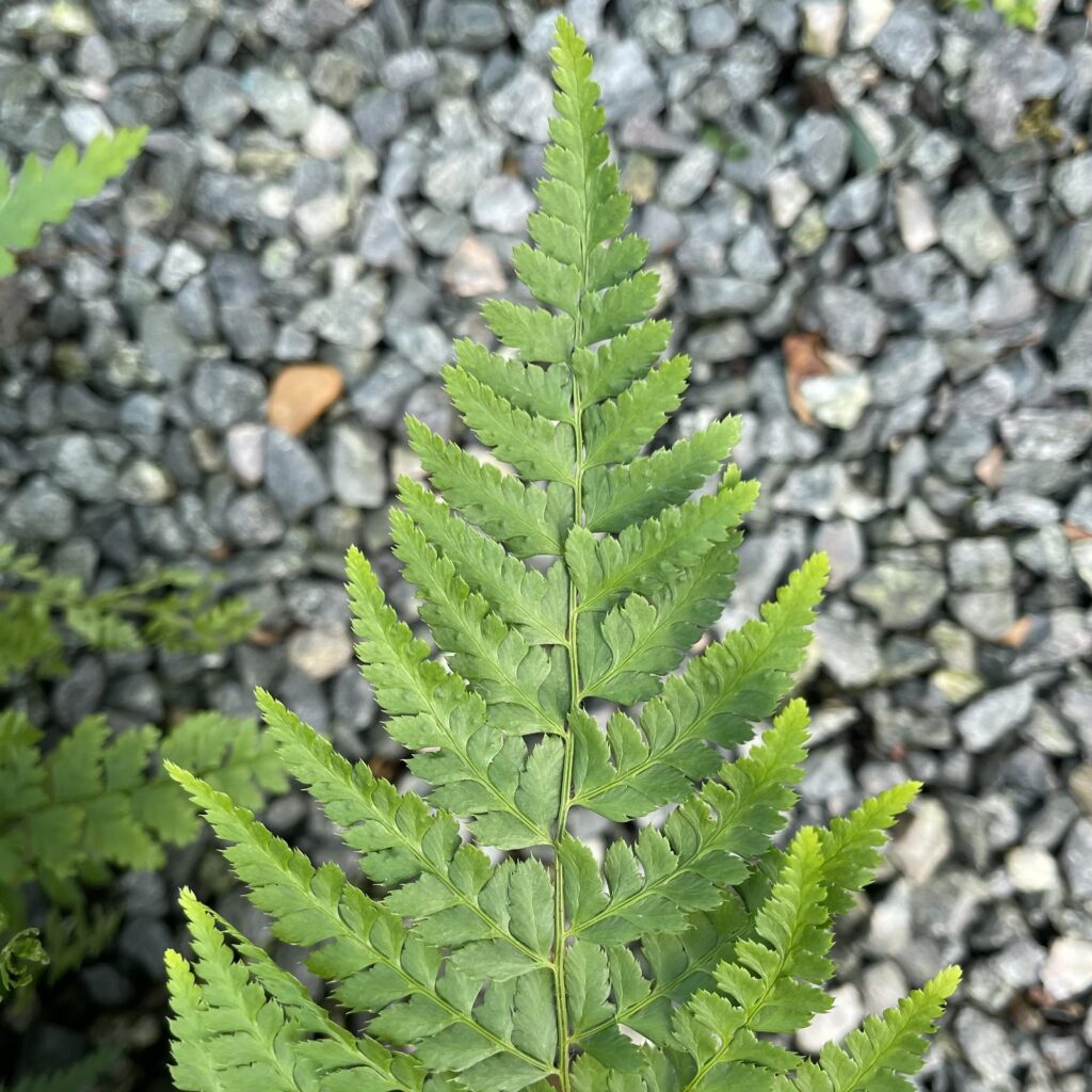 Polystichum setiferum - Image 4