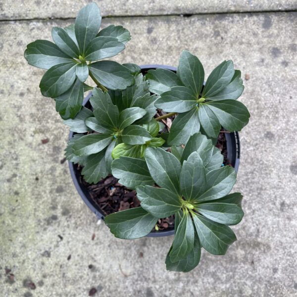 Pachysandra terminalis  (G1)