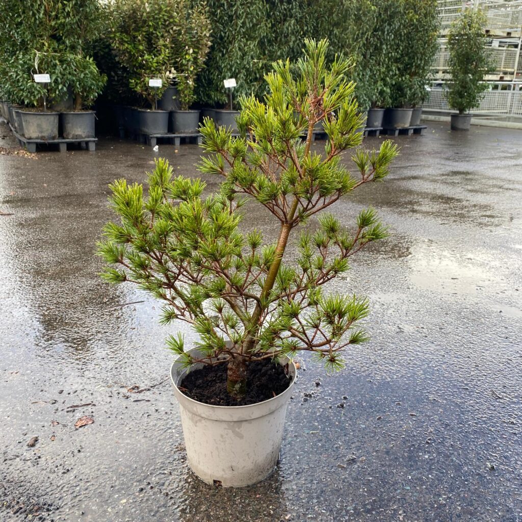 Pinus strobus 'Krugers Lilliput'