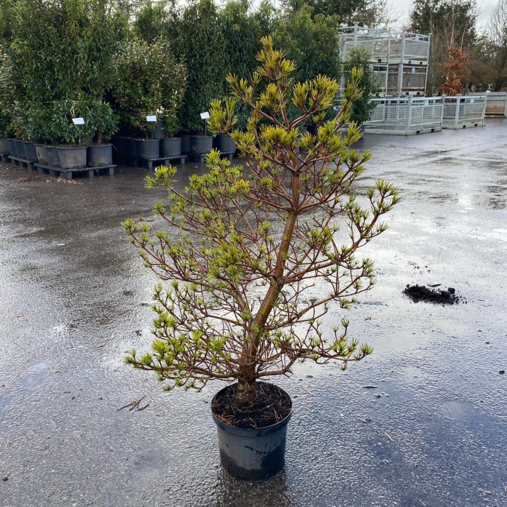 Pinus strobus 'Krugers Lilliput' - Image 2