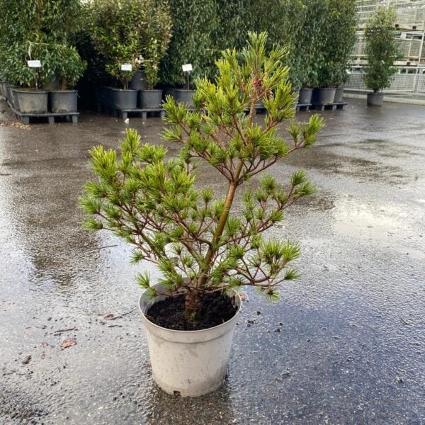 Pinus strobus 'Kreugers Lilliput' (LIC1)