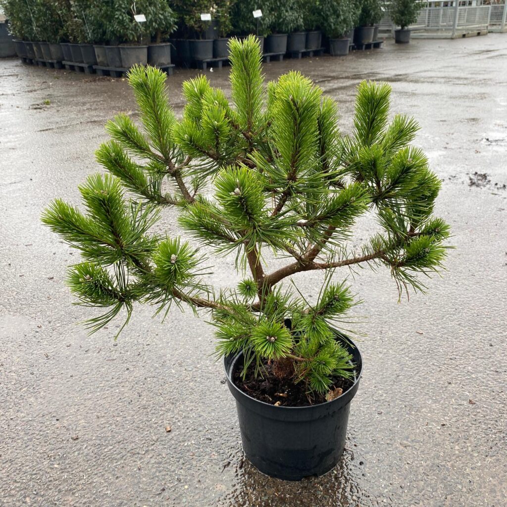 Pinus mugo 'Uncinata'