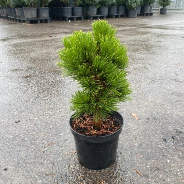 Pinus heldreichii 'Schmidii' (LIC1)