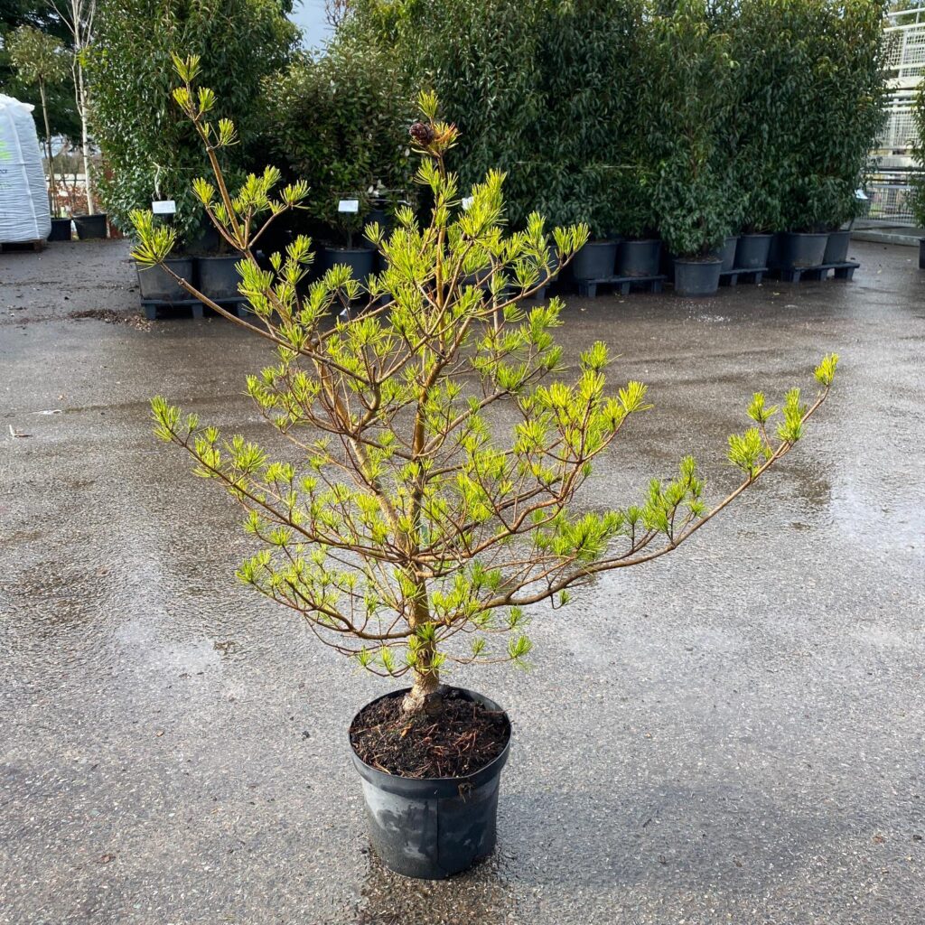 Pinus parviflora 'Ogon Janome' Niwaki