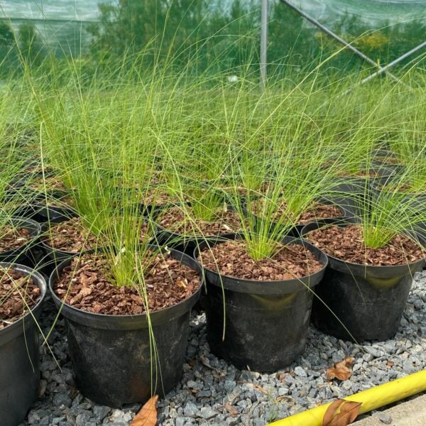 Stipa elegantissima (HGUK)