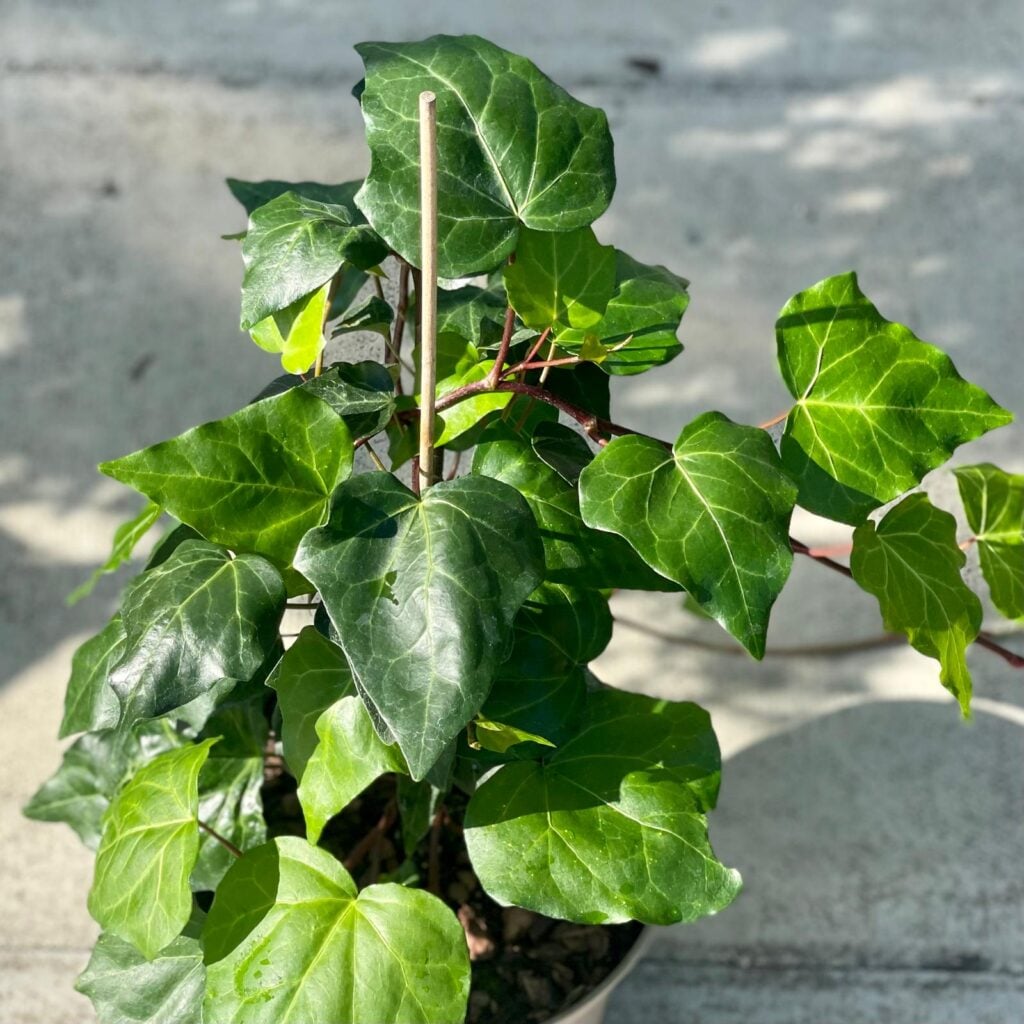 Hedera canariensis. - Image 5