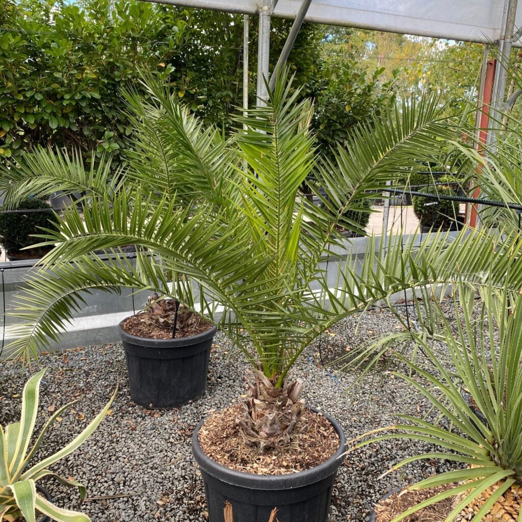 Phoenix canariensis - Image 2