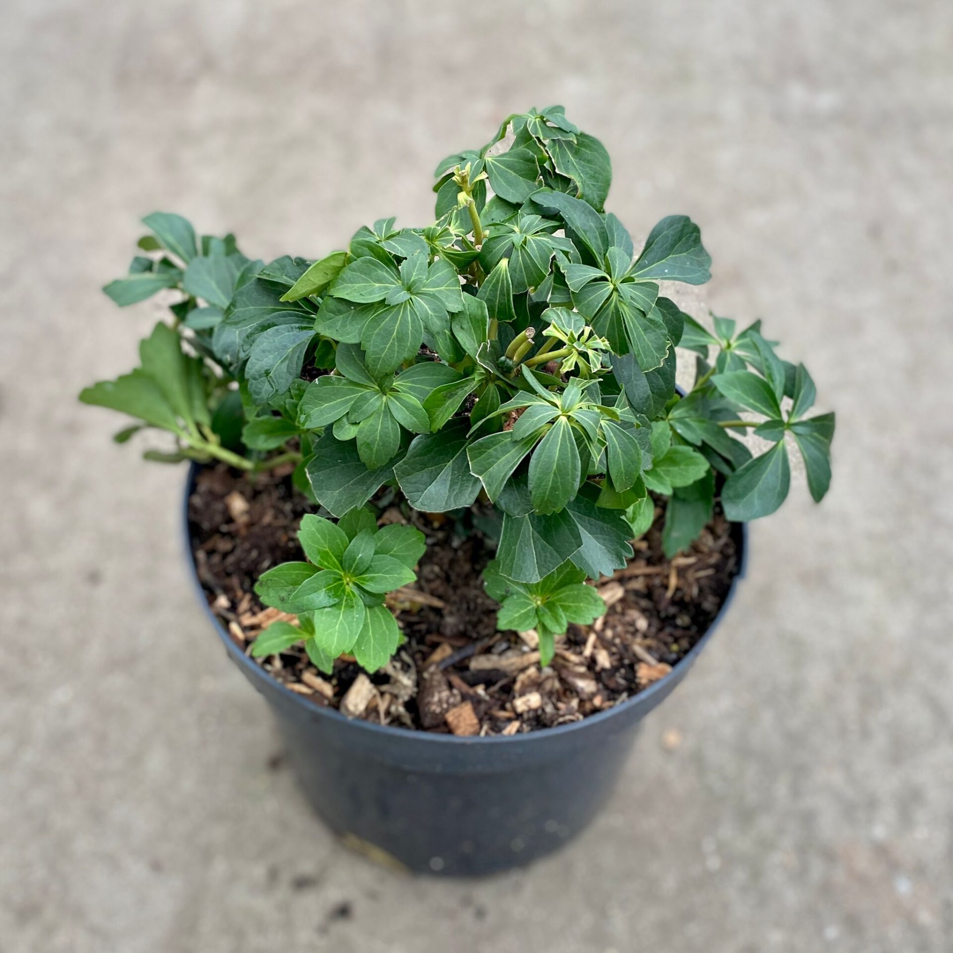 Pachysandra terminalis - Image 5