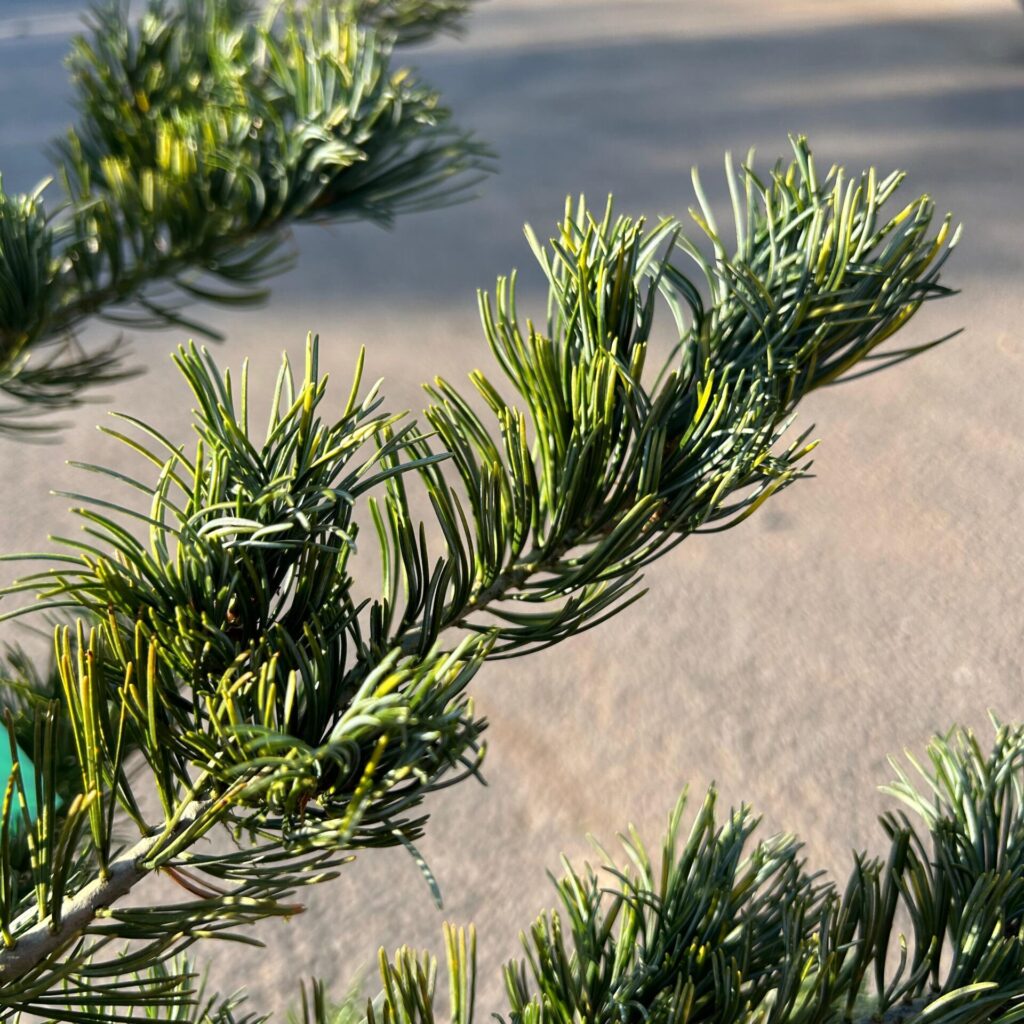 Pinus parviflora 'Fukai Seedling' - Image 2