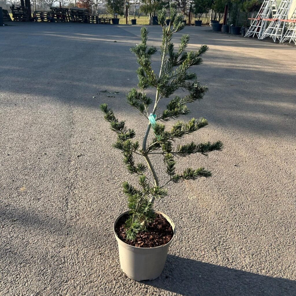 Pinus parviflora 'Fukai Seedling'