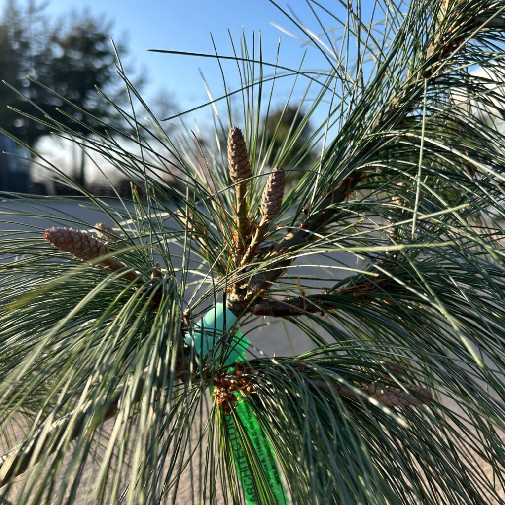 Pinus strobus 'Black Knight' - Image 2