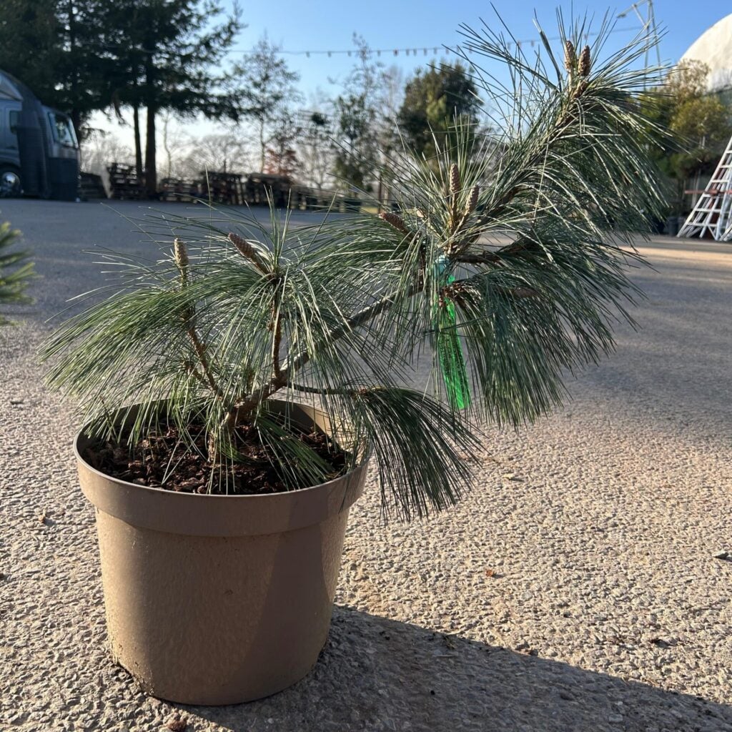 Pinus strobus 'Black Knight'