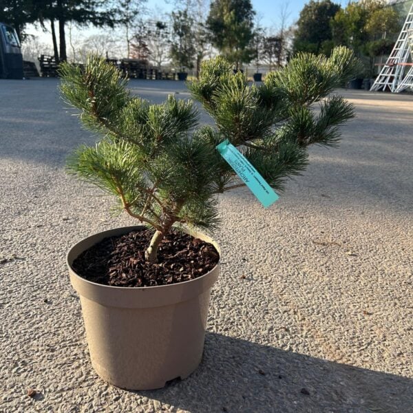 Pinus strobus 'Oliver's Dwarf' (P1)