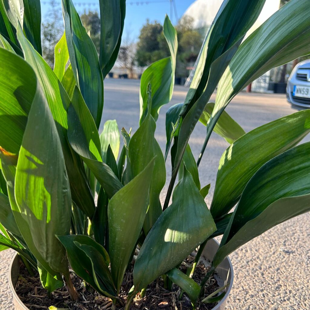 Aspidistra elatior - Image 6
