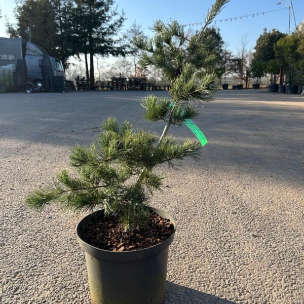 Pinus parviflora 'San Bo' (P1)